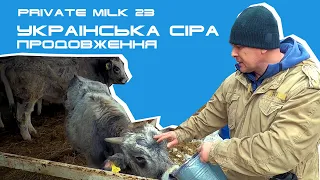 Українська сіра порода. Інша історія | Private Milk | Травецький
