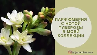 Чарующая тубероза. Ароматы с нотой туберозы в моем парфюмерном шкафу.