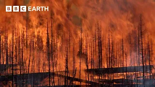 Forest Regenerates After Devastating Fires | Yellowstone | BBC Earth