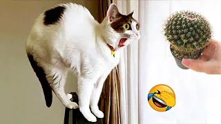 Try Not To Laugh 2024 😍 Funniest Cutest Cats and Dogs 🐱🐶 Part 06