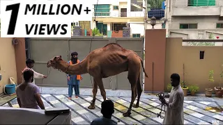 Camel Qurbani Video | Eid ul Adha 2021 | Eid e Qurban