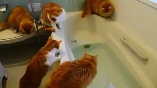 【マンチカンズ】猫が魚を追ってドボン　~ A cat fell into the bath-tub ~