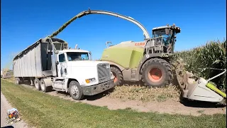 Chopping Corn Silage at Benton Dairy in West Central Indiana