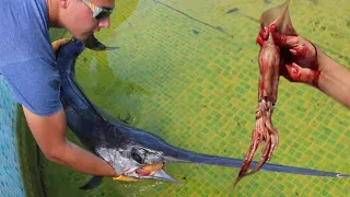 SWORDFISH Eats MASSIVE Squid & JAWS Takes IT!! **Awesome**