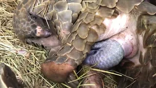 Incredibly tough mother Pangolin giving birth  | 4k Nature (Ultra HD) | Nature's Sweet Tales.