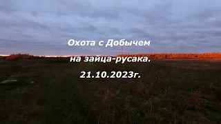 Охота с Добычем на зайца русака 21.10.2023.