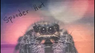 Jumping Spider Unboxing (Spooder Hut)