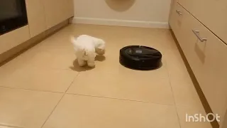 Bichon miłośnik odkurzaczy 😀 (vacuum cleaner lover)