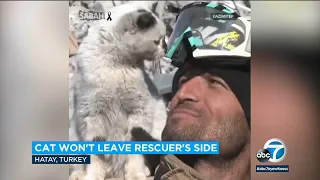 Turkish firefighter rescues cat trapped in rubble; adopts it after animal refused to leave his side