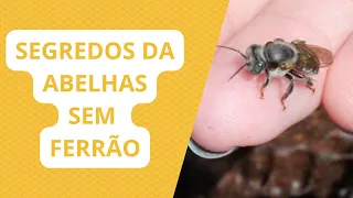 SEGREDOS PARA CRIAR ABELHAS SEM FERRÃO