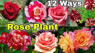 Top 12 Smart ideas to grow Rose Plant / Rose Cutting / Rose Care & Fertilizer