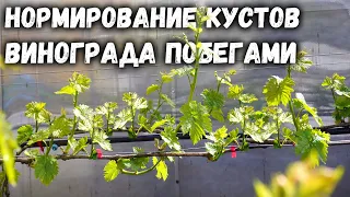 Нормирование кустов винограда побегами