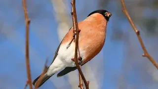 Common bullfinch singing. AllVideo