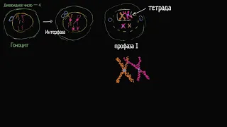 Хромосомный кроссинговер на первой стадии мейоза (видео 6)| Деление Клетки | Биология