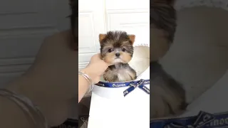 Funny and Cute Pomeranian 😍 Part   #   74