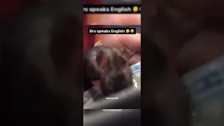 Bro speaks English 🤔😭 #rat #meme #mouse #funny