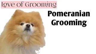 Grooming a Pomeranian