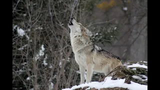 Alpha Male Alpha Female Wolves