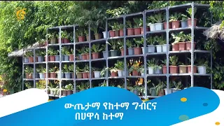 ውጤታማ የከተማ ግብርና በሀዋሳ ከተማ