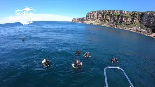Dive Sydney scuba diving boat diving Bluefish Point best dive site