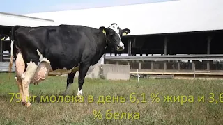 .1 000 000 рублей от коровы в год- это возможно.