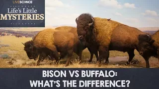 Bison vs. Buffalo: What's the Difference?