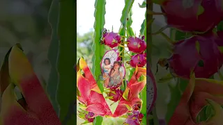 Dragon Fruit #shortsvideo #shorts #fruit #splitfruit #trendingshorts #youtubeshorts #dragonfruit