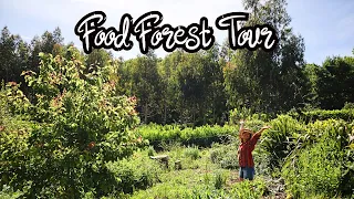 UK Food Forest Bursting with Fruit - Year 4 - Temperate Climate Forest Garden Tour - Zone 9a (2022)