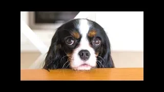 Смешное видео с виноватыми собаками.