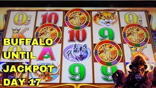 Four Coin Buffalo Slot Machine Bonus! | Day 17