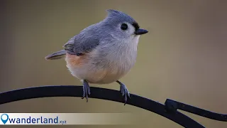 Backyard Birding at 1792mm: Canon R7 + RF 800mm f/11 + RF 1.4x TC!