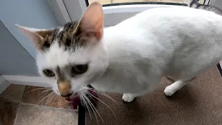 A day fitting Cat Flaps into Glass and meeting two Amazing Cats!
