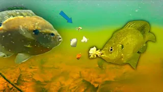 Underwater Bluegill Strikes - How to Catch Bluegill: Weird Baits