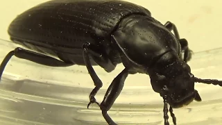 Чудо-Юдо Жуки Каннибалы: Супер Хрущак Zophobas atratus (Coleoptera, Tenebrionidae)