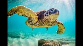 Scuba diving with turtles at Mala Wharf in Maui Hawaii. April 2023