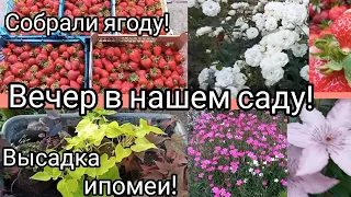 Вечерняя прогулка по саду/ Собрали ягодку/ Высадка ипомеи/Роза зацвела/