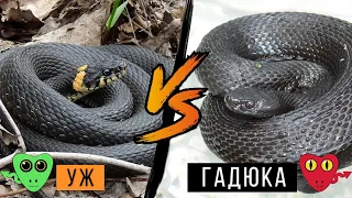 Как отличить ужа от гадюки / Учимся отличать неядовитую змею от ядовитой