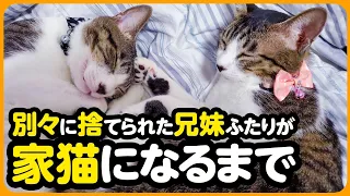 【感動】突然捨てられ、離れ離れになった兄妹が...一緒のおうちで幸せな家猫になるまで【まとめ】