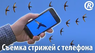 Съёмка стрижей с телефона. Чёрный стриж / Juodasis čiurlys / Common swift / Apus apus.