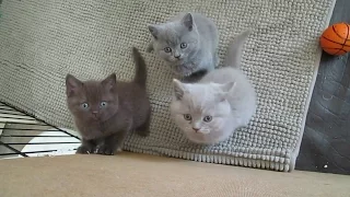 British Shorthair Kittens from Moscow, Russia