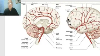 Anatomy for applied medical science(Radiology Department) 10 (Cerebral arteries), by Dr.Wahdan