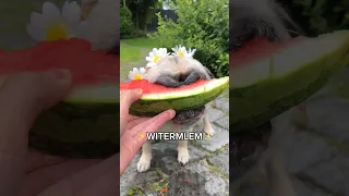 Today my PUG wanted to eat WATERMELON 🍉 #dog #pug #pet