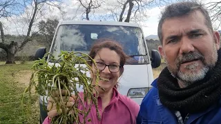 Le damos monte a las ovejas y Raquel se lleva la cena 🤣🤣😋