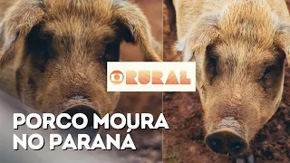 Porco Moura no Globo Rural - Um caso de sucesso no Paraná