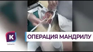 В Калининградском зоопарке прооперировали мандрила с папилломатозом