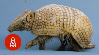 Full Body Armor Can't Protect this Armadillo from Humans