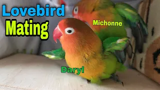 Lovebirds mating process