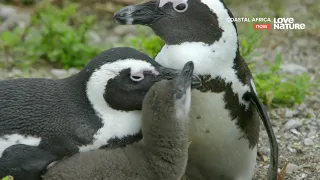 Залив Алгоа -  Последнее прибежище пингвина. Док фильм Love Nature HD