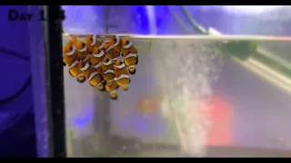 Мальки рыбы-клоуна (амфиприон) с первого дня жизни / grow clownfish (Amphiprion) babys