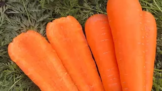 Самая лучшая морковь 2023